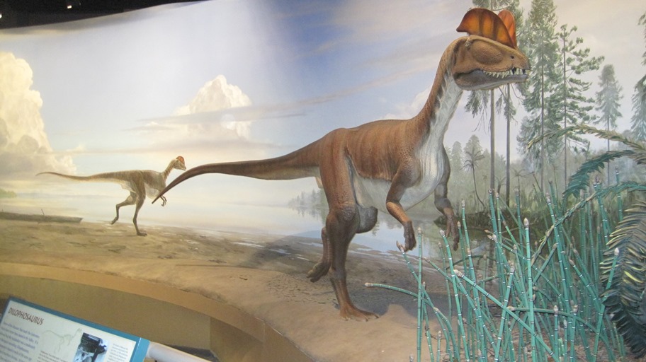 The model of dilophosaurus in the Jurassic exhibit